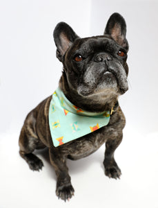 Hit The Road Jack-O-Lantern Bandana